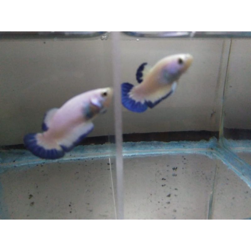 Blue rim 1 pair ori thailand (chat aja kalo mau liat video)
