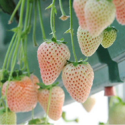 10 Benih Bibit Stroberi Putih White Strawberry Premium California Strowbery Unggul Strobery Super