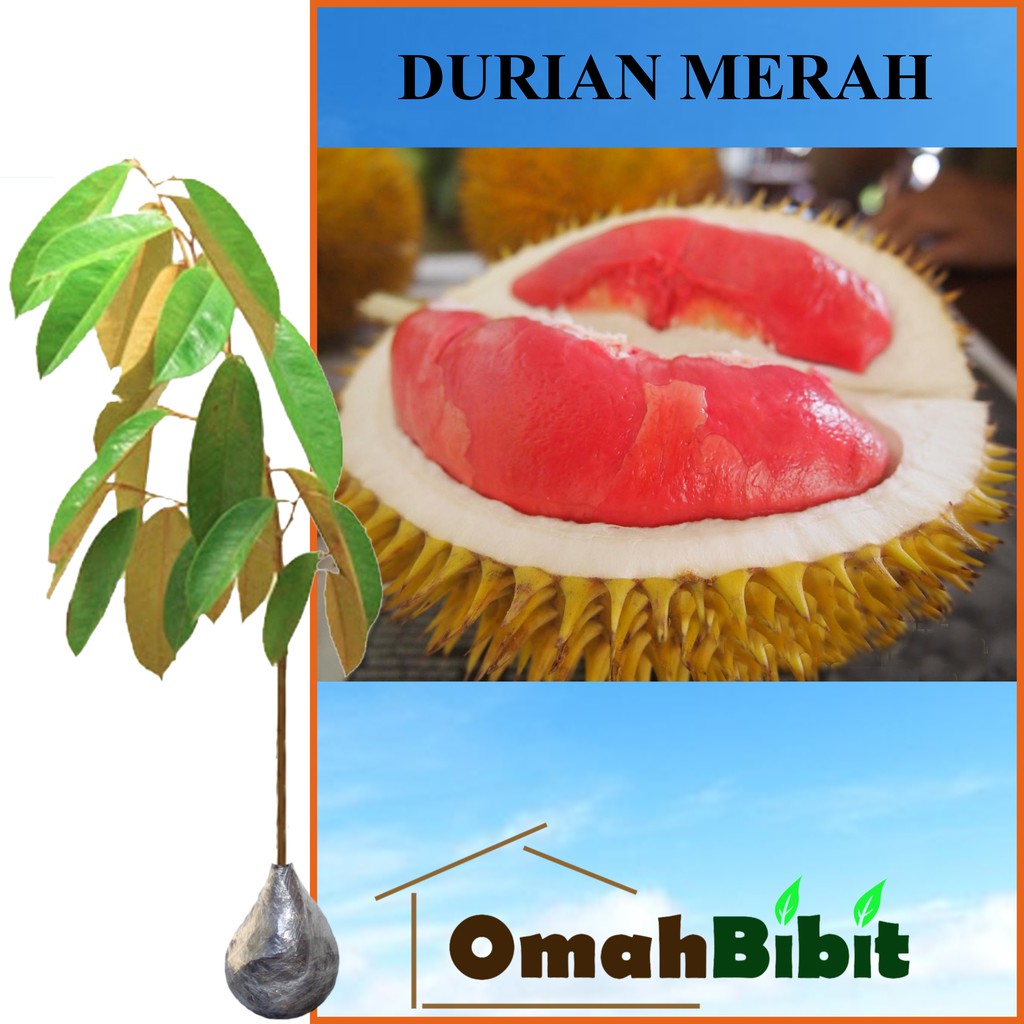 Durian Merah