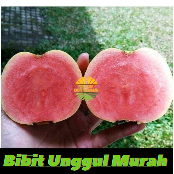 Bibit jambu kristal merah tanpa biji