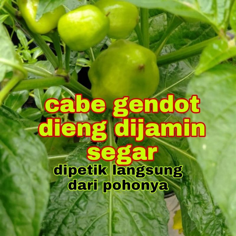 

cabe gendot segar bugar