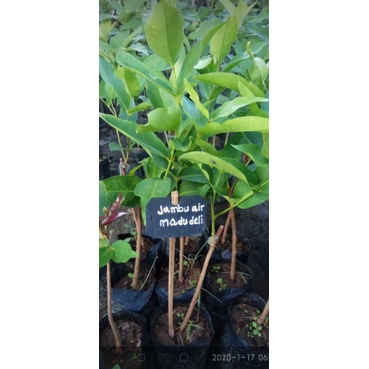 jambu air madu deli