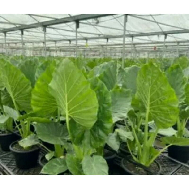 benih bibit keladi besar sente alokasia alocasia