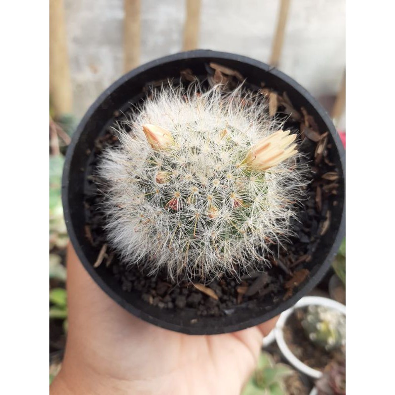 

mamillaria putih