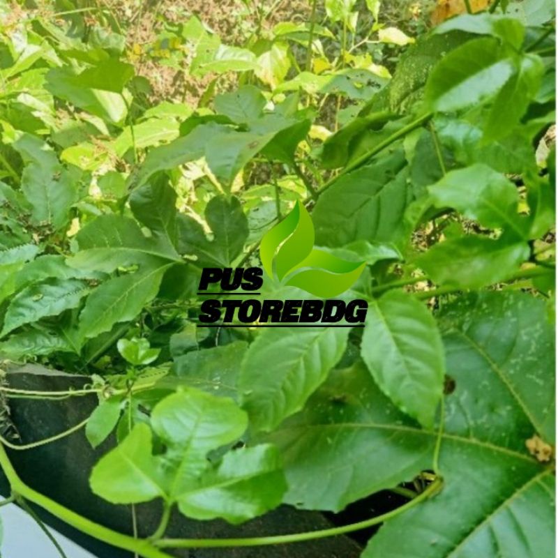 

Jual Daun Markisa Segar 500Gram