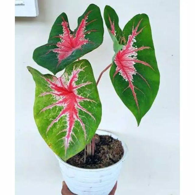Bunga Keladi Jantung Hati Bunga Murah Tanaman Hias Caladium Ace of Heart Murah Cantik