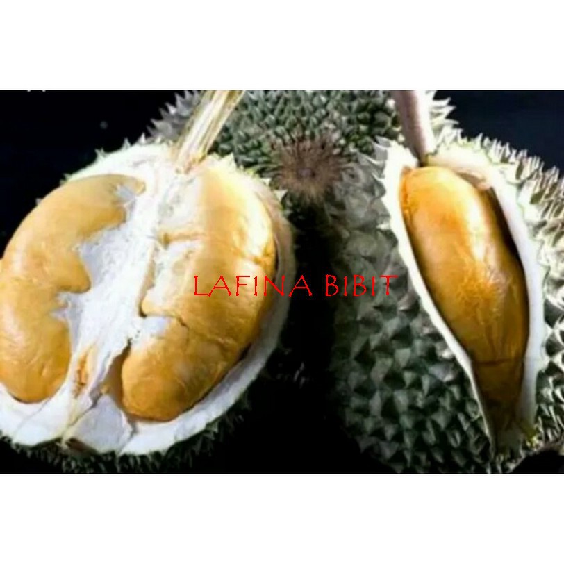 BIBIT POHON DURIAN DURI HITAM OCHEE ASLI