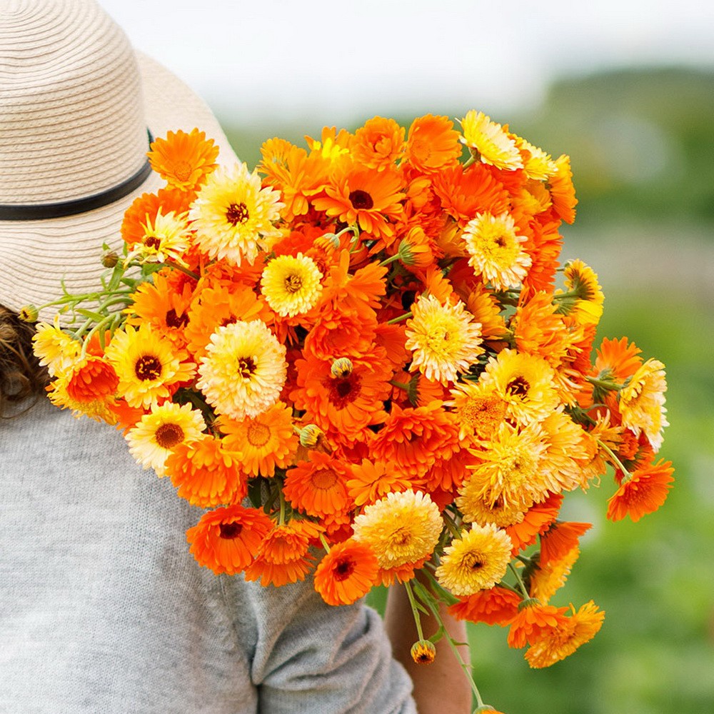 PlantaSeed - 10 Seeds - Calendula Pacific Beauty Biji Bunga - PAS0214