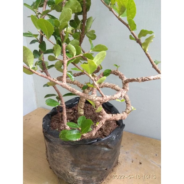bonsai sianci / bakalan