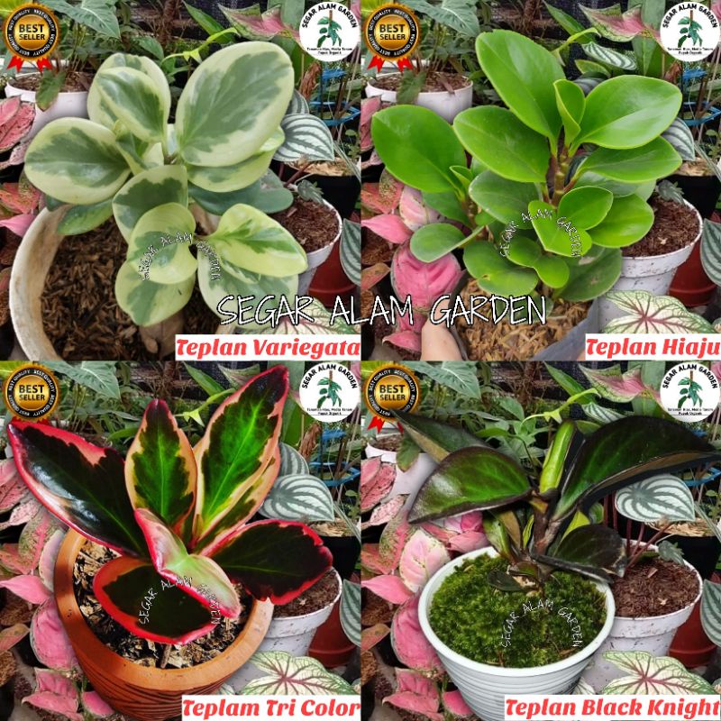 Tanaman Hias Teplan Variegata, Teplan Hijau, Teplan Tree Color, Teplan Black Knight