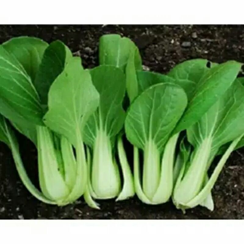 BENIH BIBIT CAISIM BUNGA KHUSUS HIDROPONIK RE SELLER HARGA GROSIR
