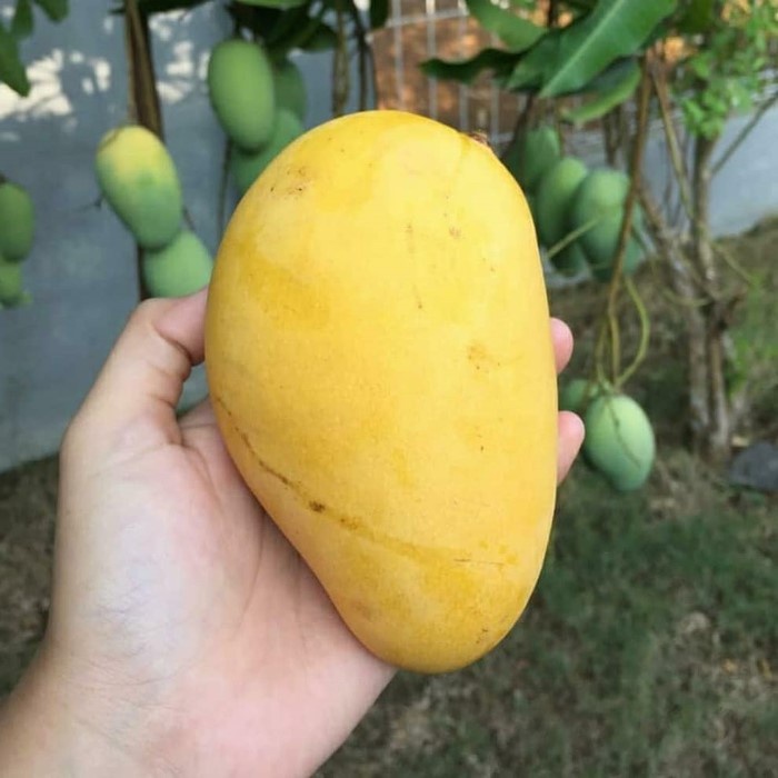 Bibit Tanaman Buah MANGGA COKANAN Premium