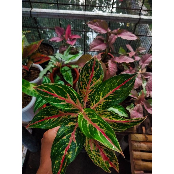 aglonema buterfly indukan