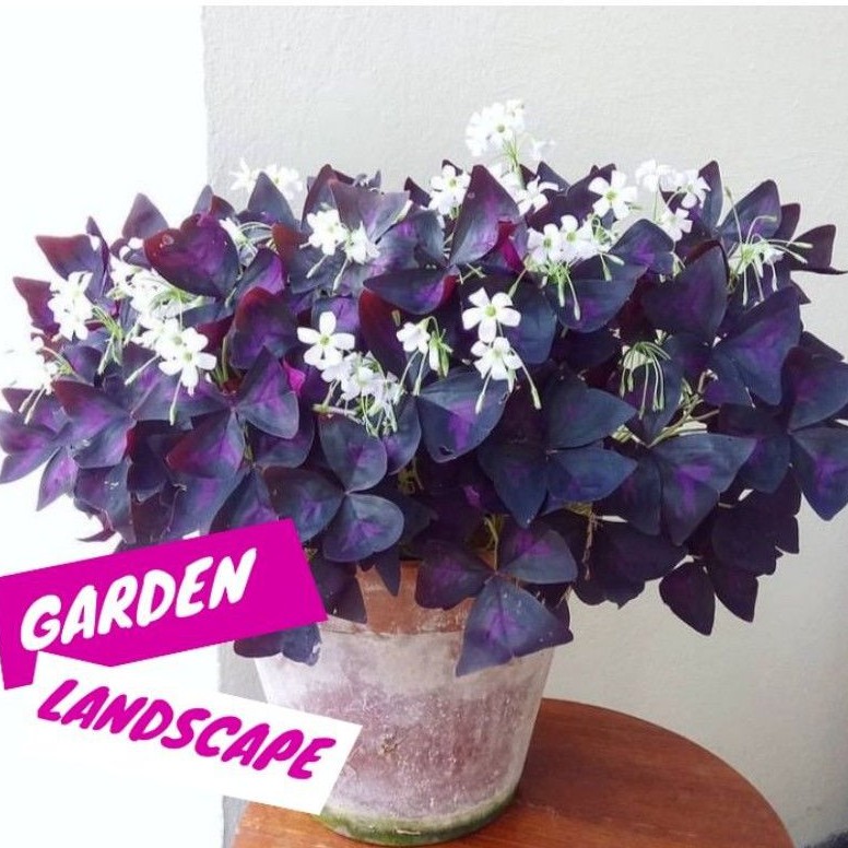 Tanaman hias oxalis kupu-kupu triangularis / Oxalis ungu