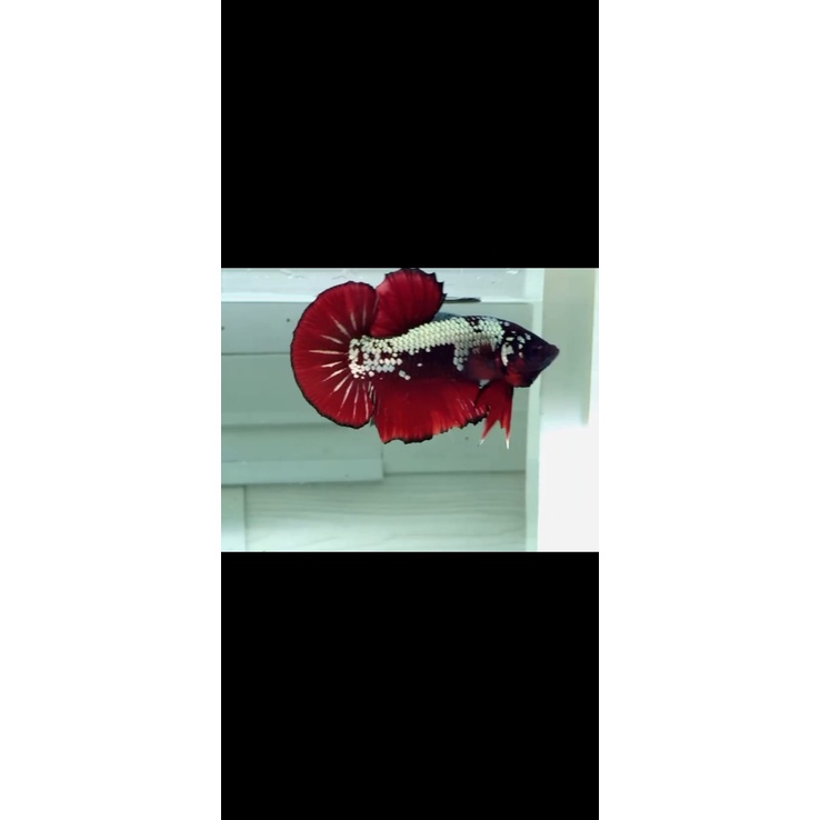 IKAN CUPANG PK RED SAMURAI (RS1)