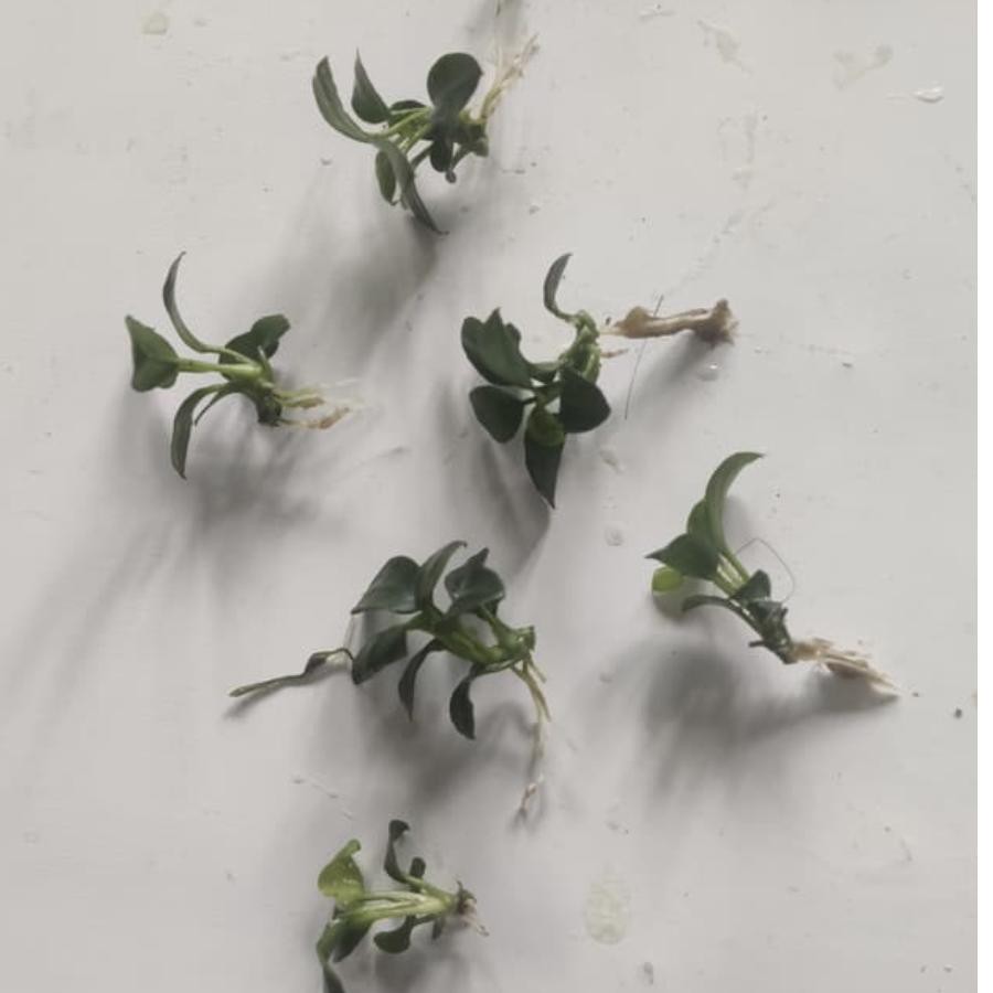 STAR Anubias petite petit tanaman aquascape