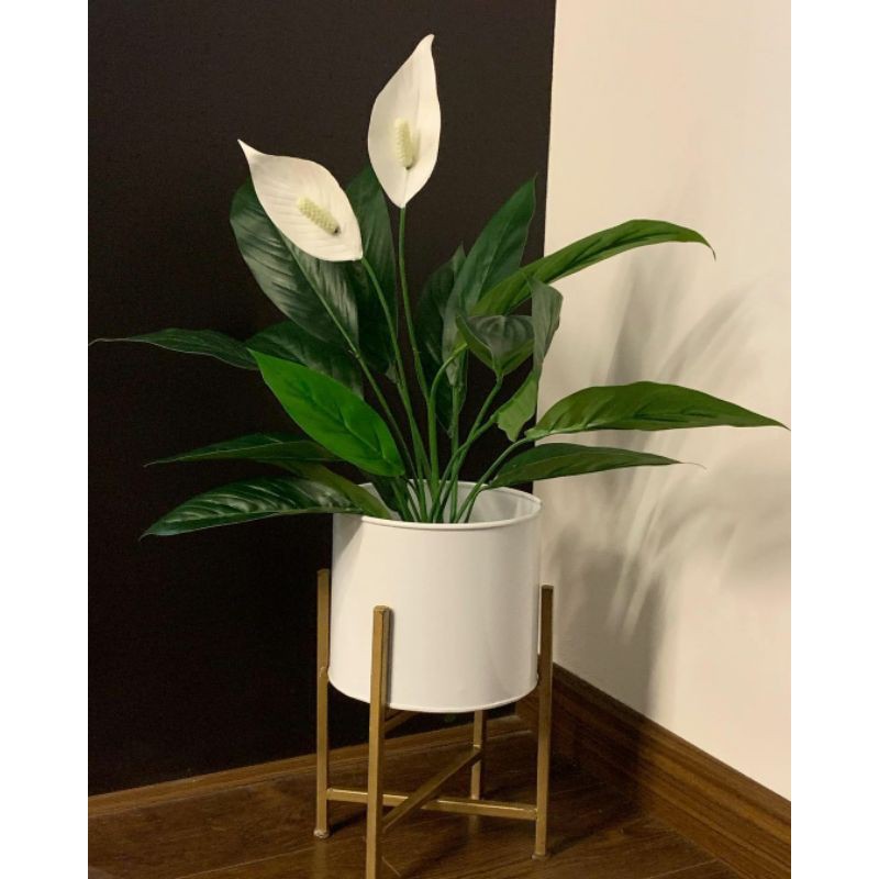 tanaman hias Peace Lily pembersih udara sudah berbunga