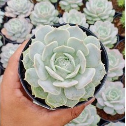 TANAMAN HIAS SUKULEN ECHEVERIA LOLA CHINA