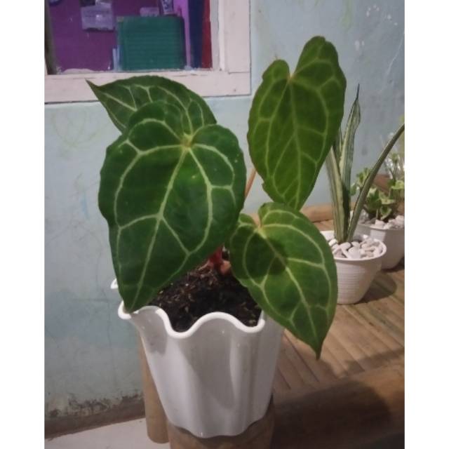 Tanaman hias kuping gajah regale Shopee Indonesia Tanaman hias kuping gajah regale Shopee Indonesia