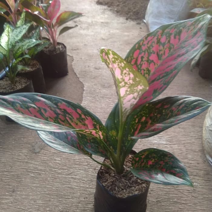 tanaman hias aglonema red venus aglaonema aglo