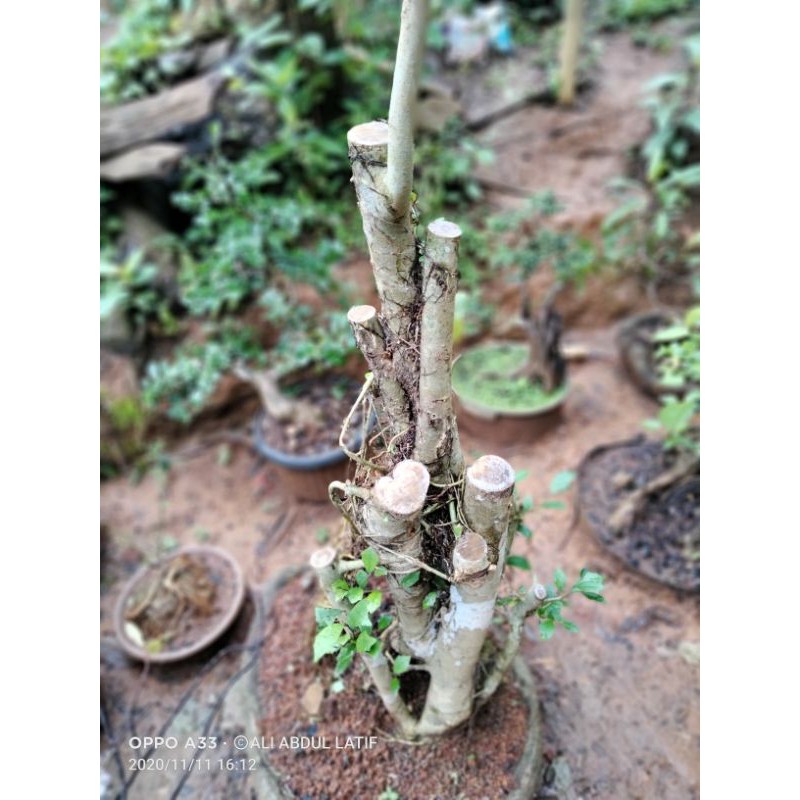 bahan bonsai amplas putih