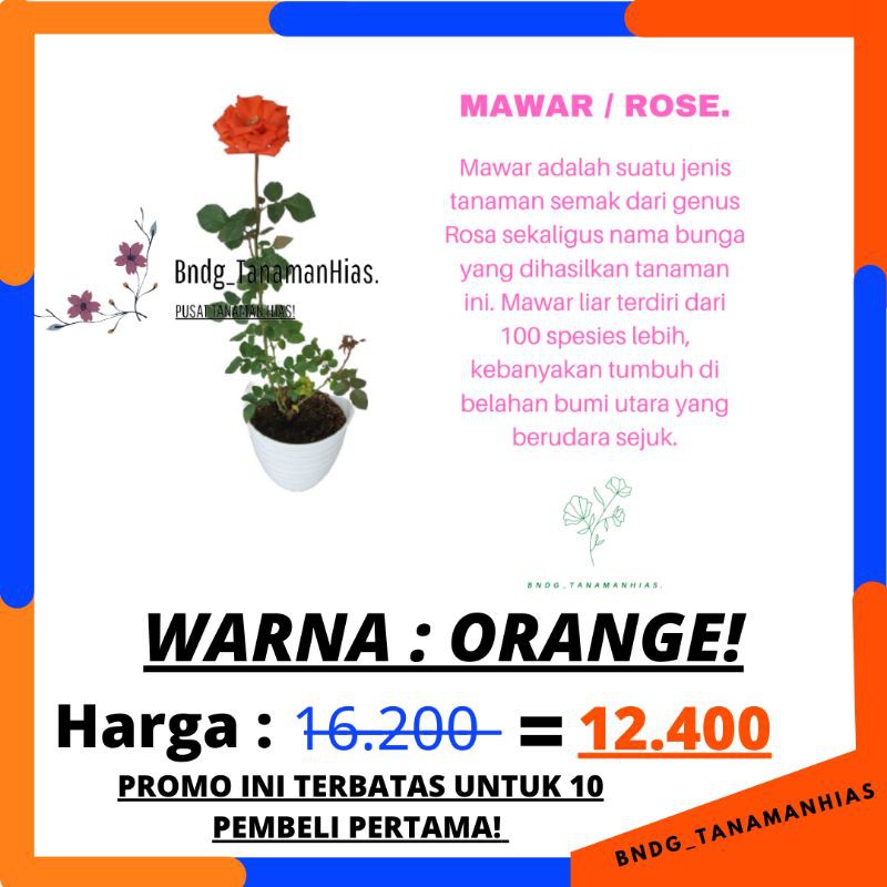 BUNGA ROSE MAWAR SUPER GRADE (WARNA ORANGE) | TERMURAH