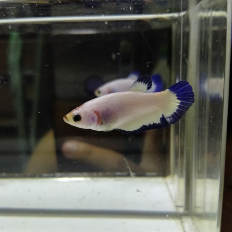 ikan cupang pesanan bang Sigit partai 50 ekor