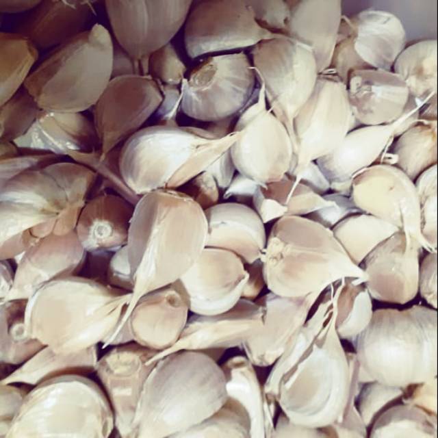 

Bawang putih kating