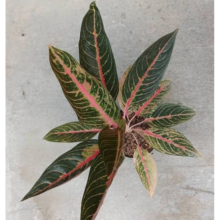 Aglonema Mahardika var. Dewasa dan Jumbo 5 - 9 Daun