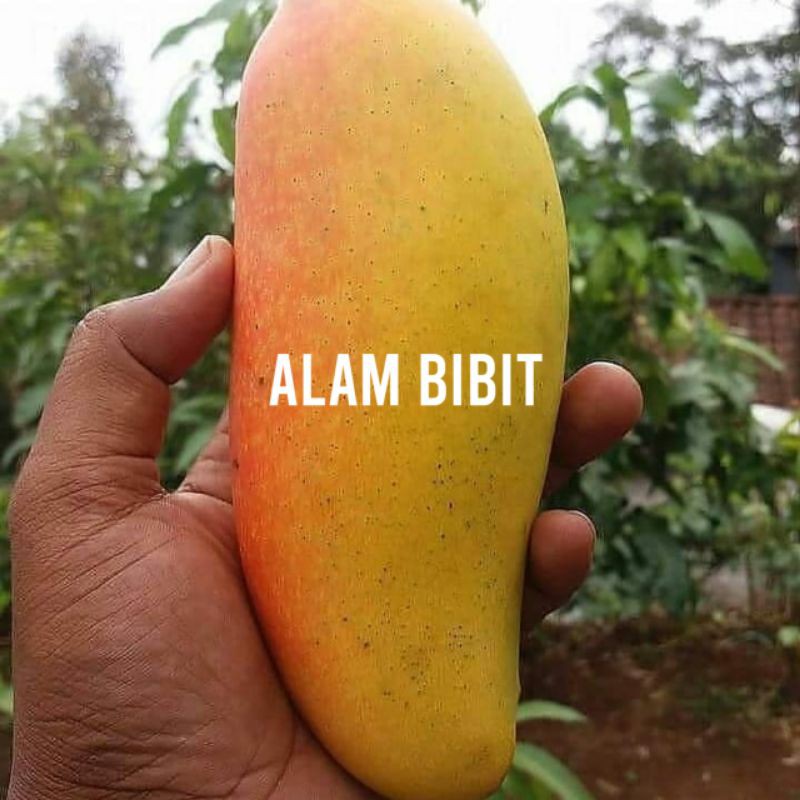 BIBIT MANGGA OKYONG OKULASI (COCOK DI TANAM POT)