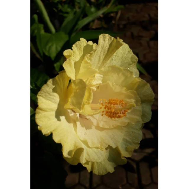 Tanaman bunga sepatu kuning tumpuk