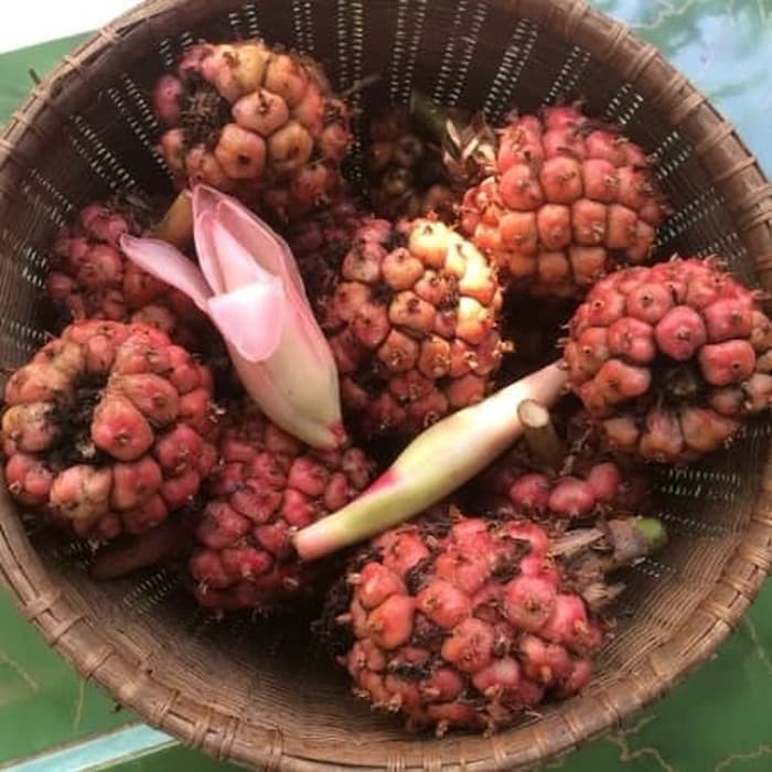 

terabaru Jual Buah Honje Segar Organik segar