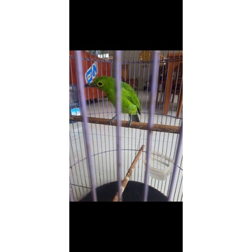 Cucak ijo betina ori alas purwo banyuwangi