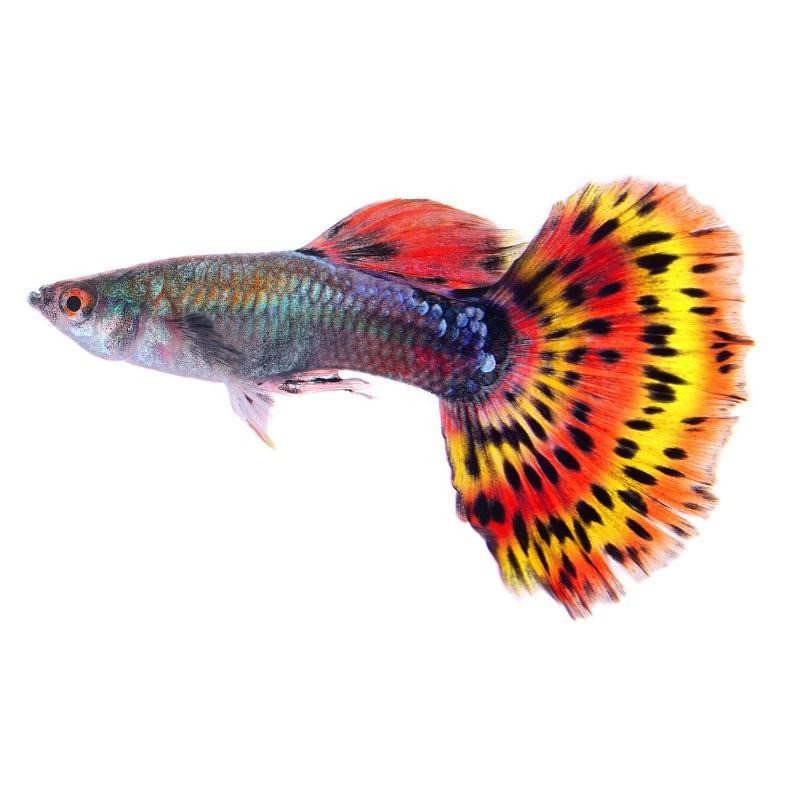 aqilasalsabilanadhifa