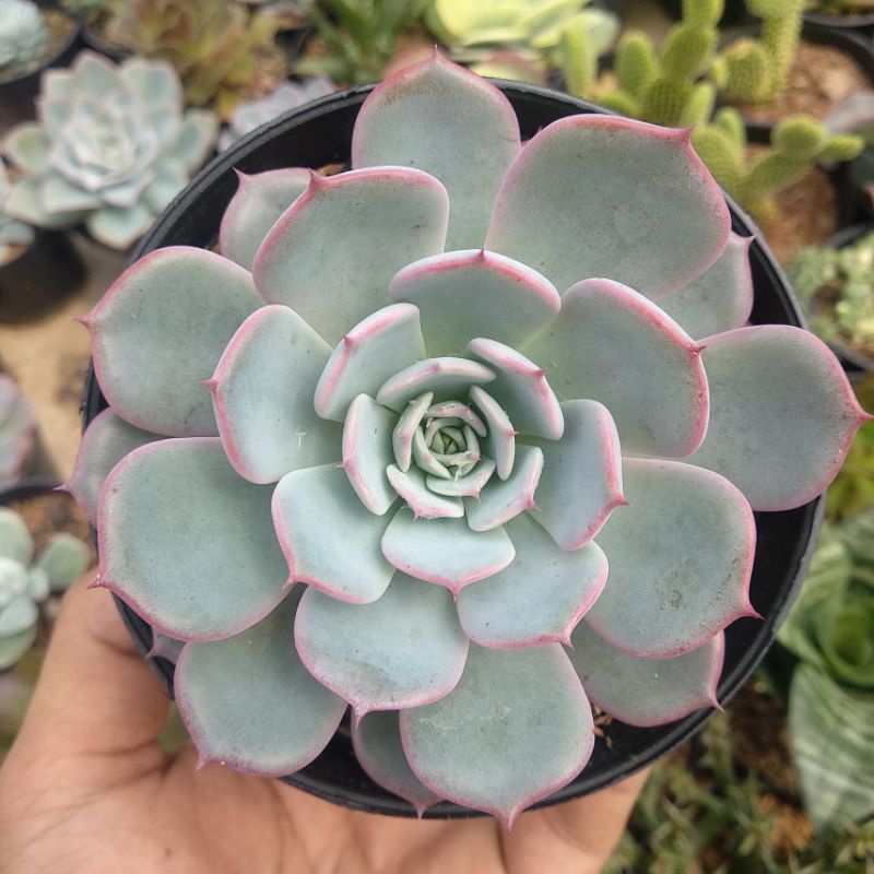 Echeveria Laulensis | DP 10cm | Sukulen