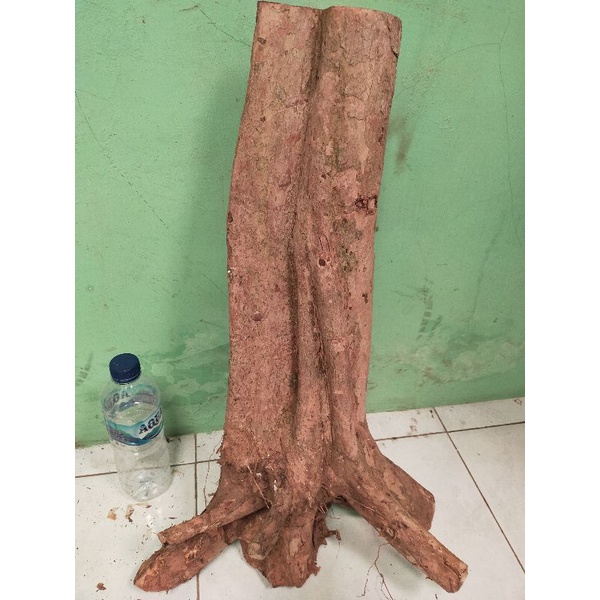 bonsai dongkelan wahong gunung jumbo tinggi -+60cm beratnya -+6,5kg