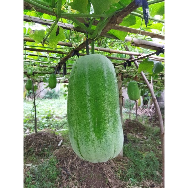 

Buah Bligo / Kundur / Beligo Wintermelon - per Buah