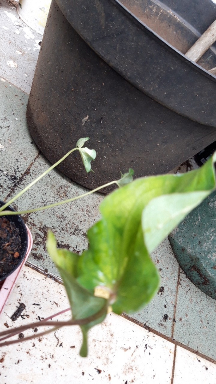Caladium White Knight/ Dikirim Anakan Bibit White Knight