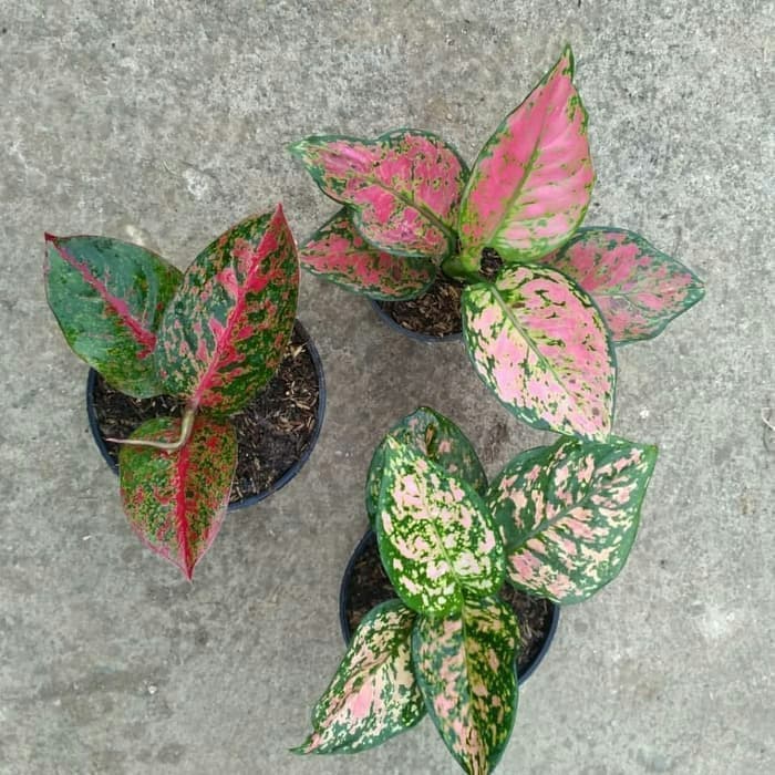 Paket 3 Bibit Tunas Bonggol Aglonema-Stardust -Dut Anjamani-Ruby Pink _Pusat_Benih_Store18 __