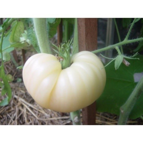 Benih-Bibit Tomat Beefsteak White (Haira Seed)