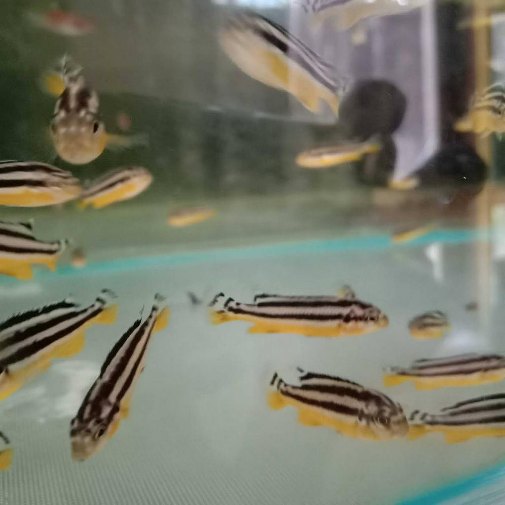 Niasa Cichlid / Ikan Hias Aquascape / Air Tawar