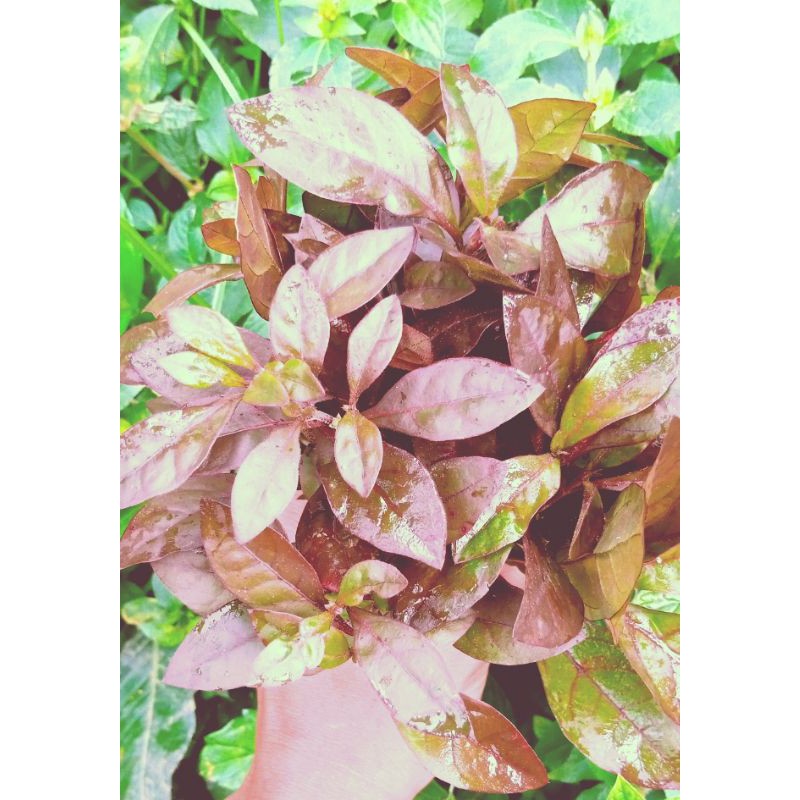 Ludwigia repens/lugia red malang tanaman aquascape