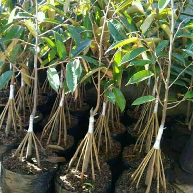 Laris Murah Bibit Tanaman Buah Durian Montong Merah Kaki10 *_$