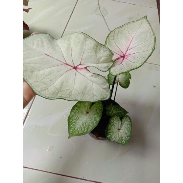 caladium hybrid