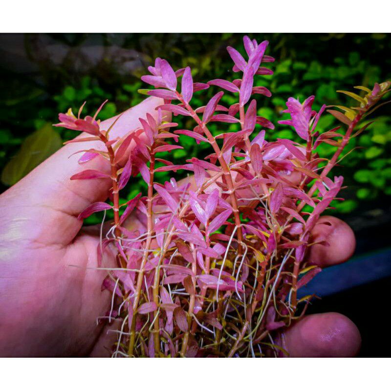 Rotala H'ra ( Tanaman Aquascape Tumbuhan Air Hiasan Aquarium Hidup )