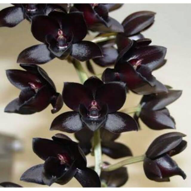 Anggrek After Dark (Black Pearl)