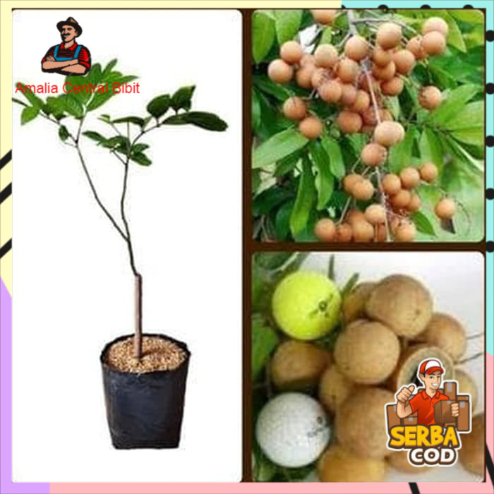 Kelengkeng Pingpong Okulasi Unggul