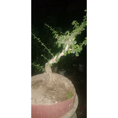 Hokiantea lokal bonsai