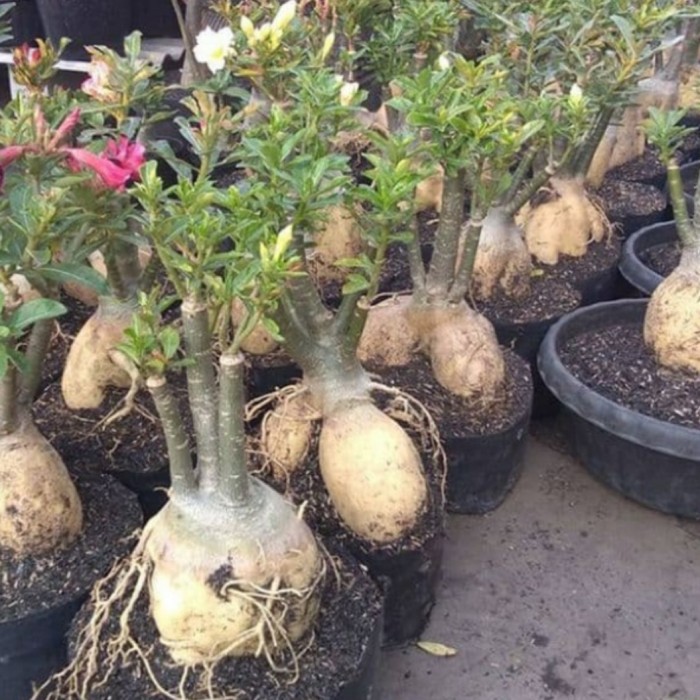 tanaman hias bibit adenium bonggol besar bonsai