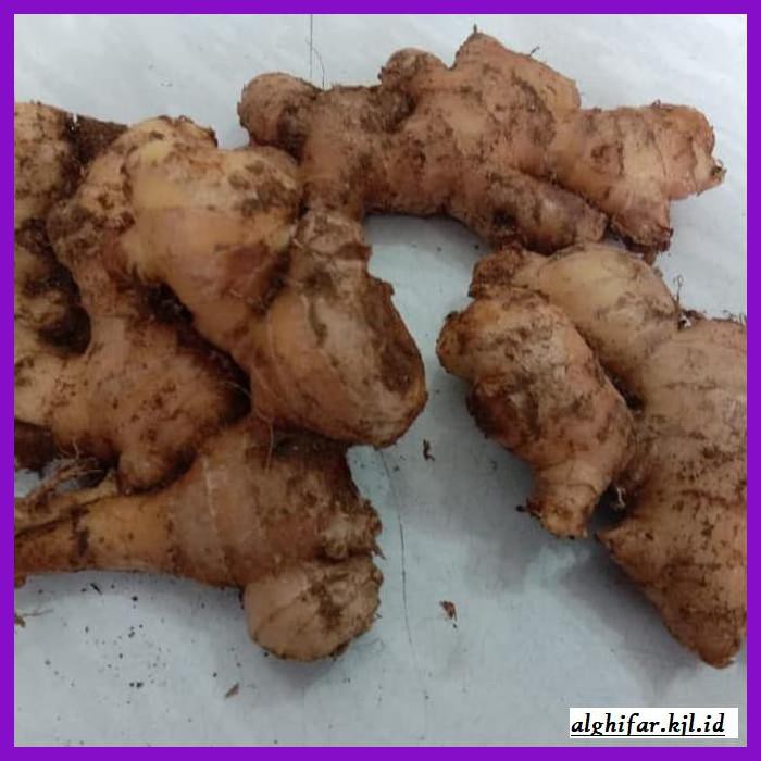 

lanoisidartdrink- jahe gajah / jahe putih segar 500 gram -asliii-bngittt.